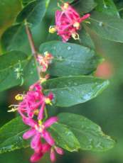 Lonicera tatarica ´Rosea´