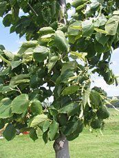 Tilia x euchlora Tilia x euchlora