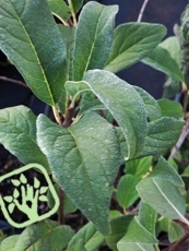 Syringa josikaea Syringa josikaea