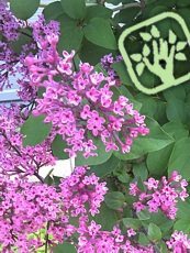 Syringa microphylla ´Superba´ Syringa microphylla ´Superba´