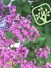 Syringa microphylla ´Superba´