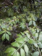 Euonymus alatus