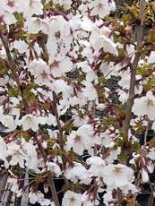 Prunus nipponica ´Brilliant´