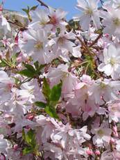 Prunus subhirtella ´Autumnalis Rosea´