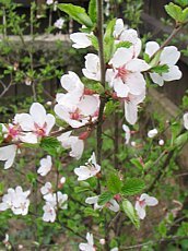 Prunus tomentosa