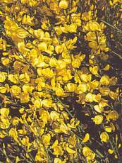 Cytisus x praecox ´Allgold´