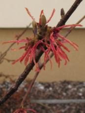 Hamamelis intermedia ´Diane´