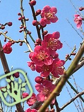 Prunus mume ´Beni-shi-dori´