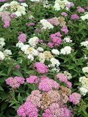 Spiraea japonica ‘Shirobana’