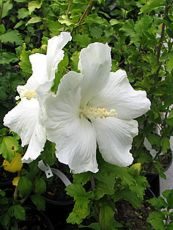 Hibiscus syriacus´Diana´