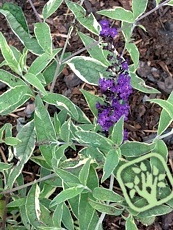 Buddleja davidii ´Harlequine´