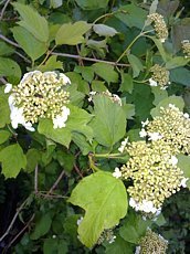 Viburnum opulus 