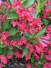 Weigela x hybrida ´Bristol Rubby´