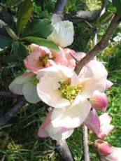 Chaenomeles speciosa ´Moerloosei´