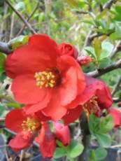 Chaenomeles x superba ´Etna´