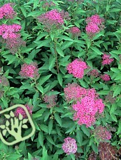 Spiraea bumalda ‘Dart's Red’