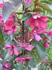 Malus ´Eleyi´ 