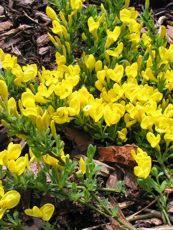 Cytisus decumbens