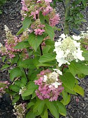 Hydrangea paniculata´Pinky Winky´