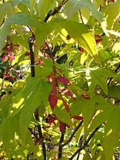 Acer palmatum ´Osakazuki´