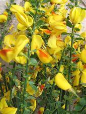 Cytisus scoparius ´Jessica´