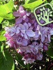 Syringa vulgaris´ Katherine Havemeyer´