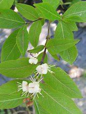 Lonicera caucasica