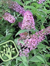 Buddleja davidii ´Pink Delight´