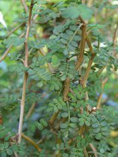 Sophora prostrata´Little Baby´