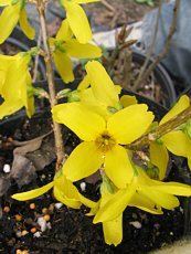 Forsythia x intermedia´Goldzauber´