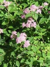 Spiraea japonica ‘Little Princess’