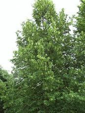 Tilia cordata Tilia cordata