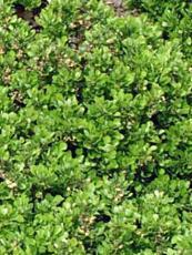 Berberis thunbergii ‘Kobold’ Berberis thunbergii ‘Kobold’