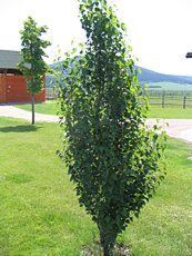 Betula pendula´Fastigiata´