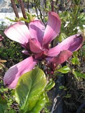 Magnolia obovata ´Purpurea´