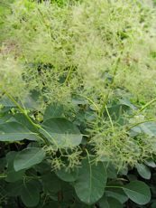 Cotinus coggygria ´Young Lady´