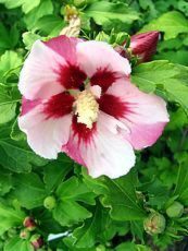 Hibiscus syriacus´Hamabo´