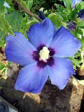 Hibiscus syriacus´Olseau Bleu´