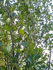 Populus simonii ´Fastigiata´