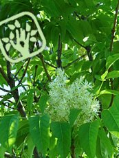 Fraxinus ornus