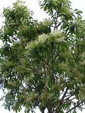 Fraxinus ornus´Meczek´