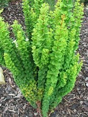 Berberis thunbergii ‘Erecta’ Berberis thunbergii ‘Erecta’