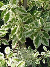 Cornus controversa ´Albovariegata´ 