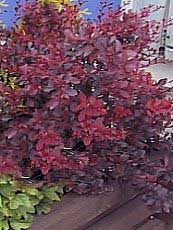Berberis thunbergii ‘Atropurpurea Nana’ Berberis thunbergii ‘Atropurpurea Nana’