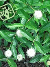 Cephalanthus occidentalis