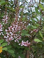 Indigofera amblyantha