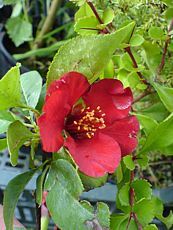 Chaenomeles x superba´Crimson and Gold´