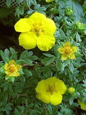 Potentilla fruticosa ´Gold star´