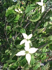 Cornus kousa