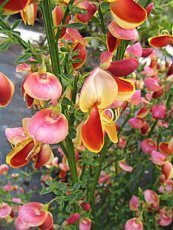 Cytisus scoparius´Andreanus´